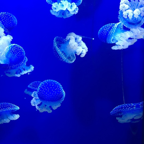 Meet your Posher, Jessy - Picture 1 of 1